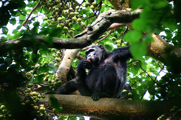 2 DAYS KIBALE NATIONAL PARK